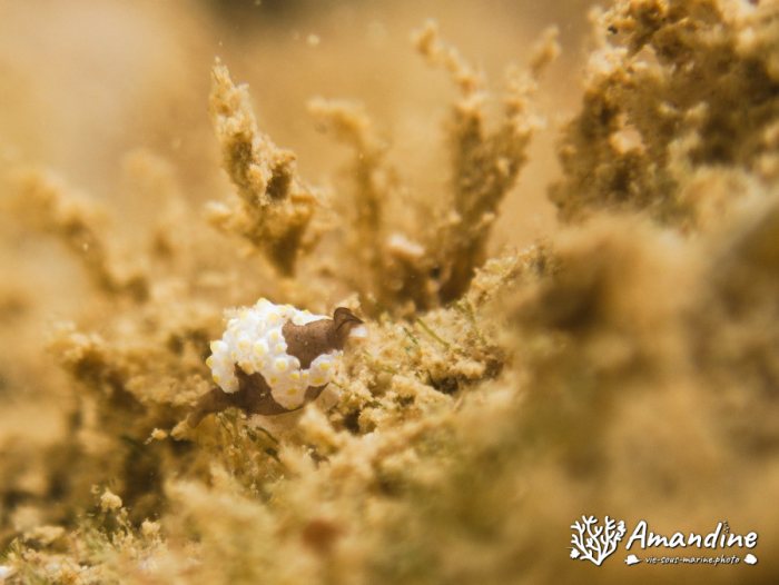 Colpodaspis thompsoni