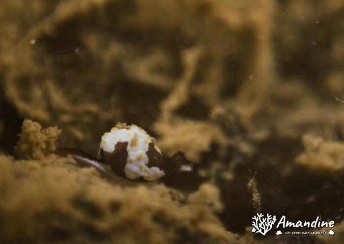 Colpodaspis thompsoni