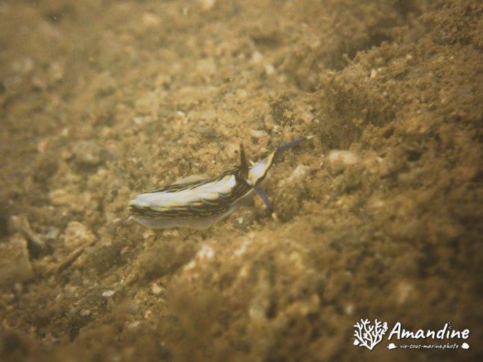 Cerberilla affinis