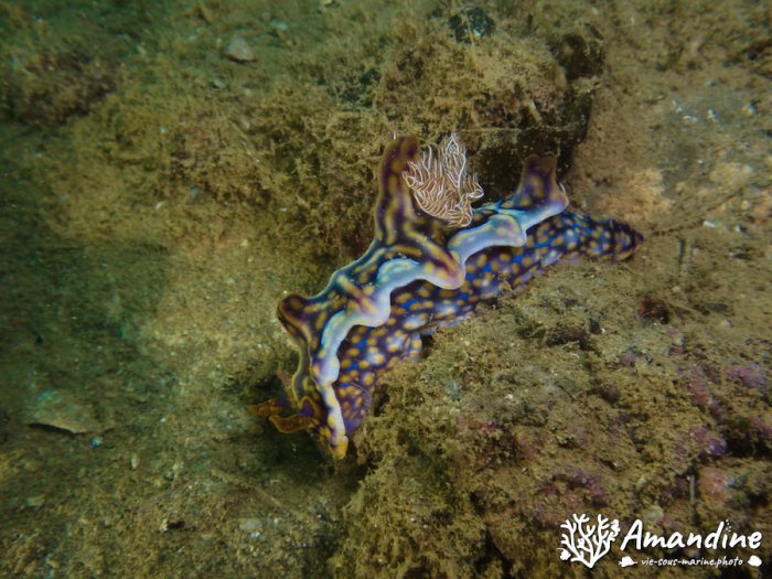 Ceratosoma magnificum