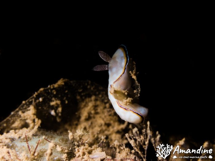 Goniobranchus preciosa