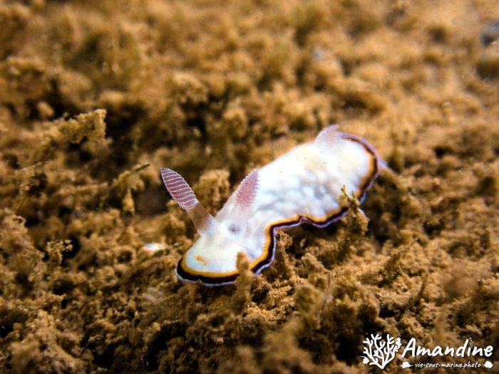 Goniobranchus preciosa