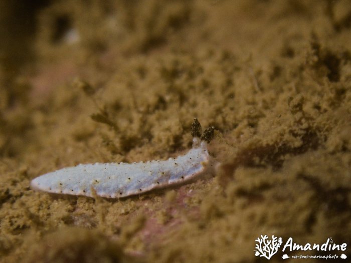 Dermatobranchus sp.