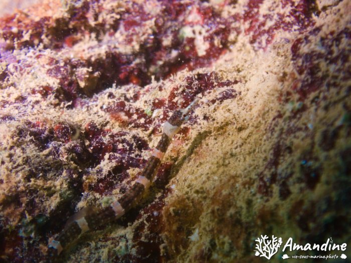 Corythoichthys amplexus