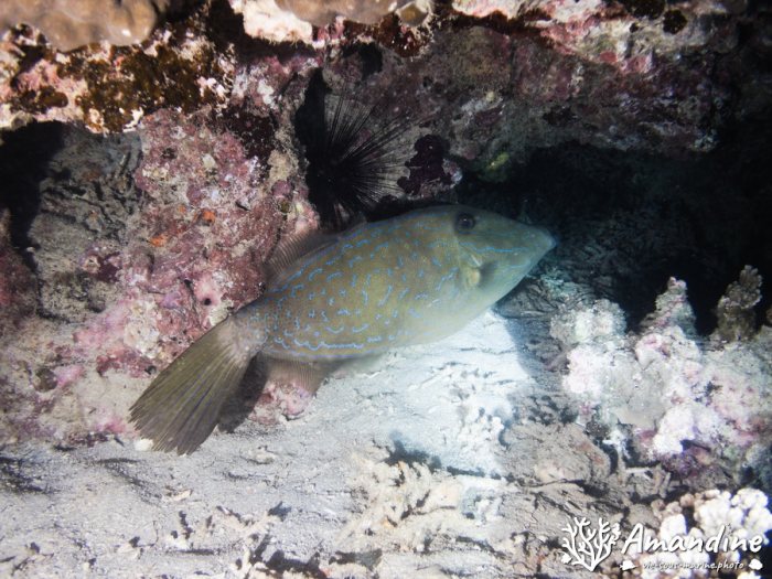 Aluterus scriptus