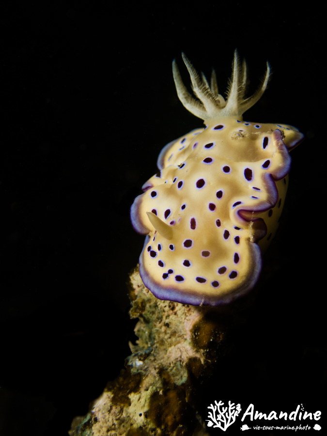 Goniobranchus kuniei