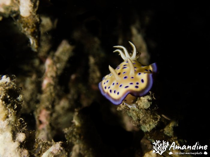 Goniobranchus kuniei
