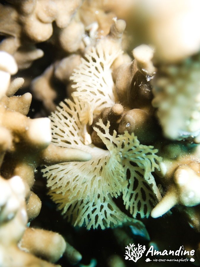 Reteporellina sp.