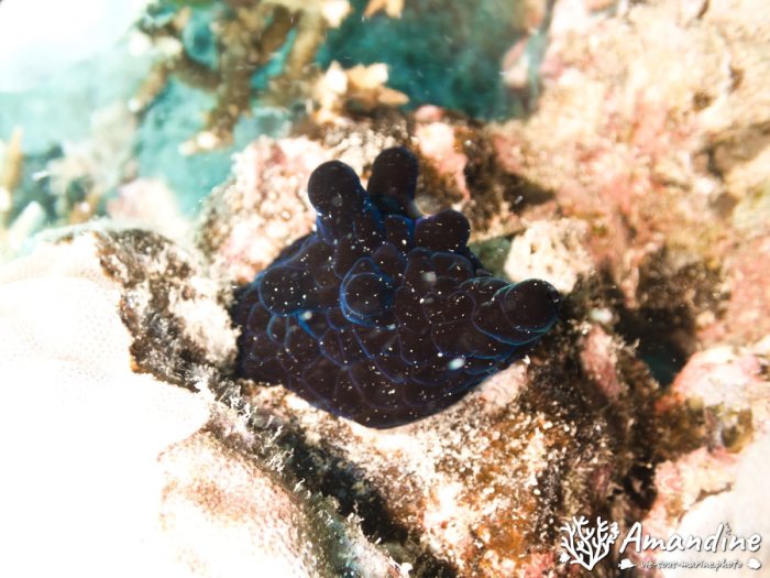 Coriocella nigra