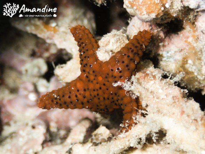 Echinaster luzonicus