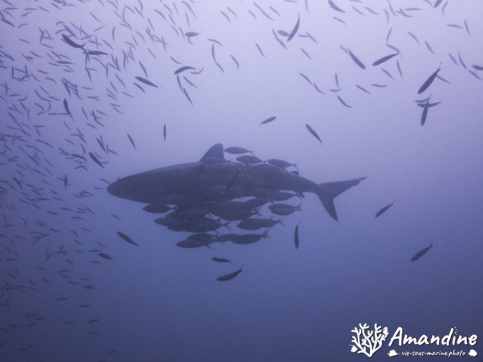 Requin gris de récif