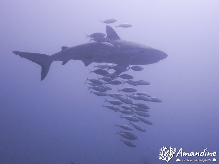 Requin gris de récif
