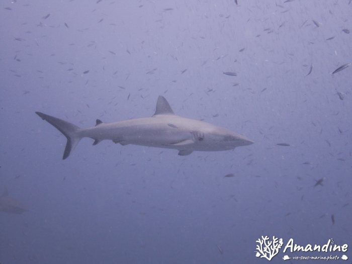Requin gris de récif