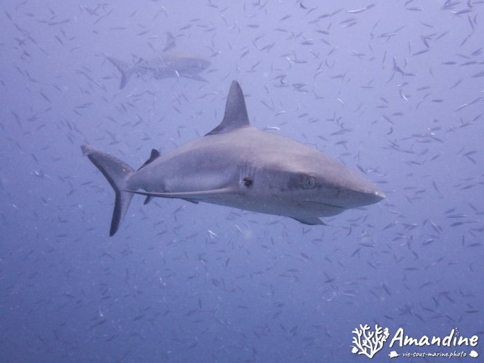 Requin gris de récif