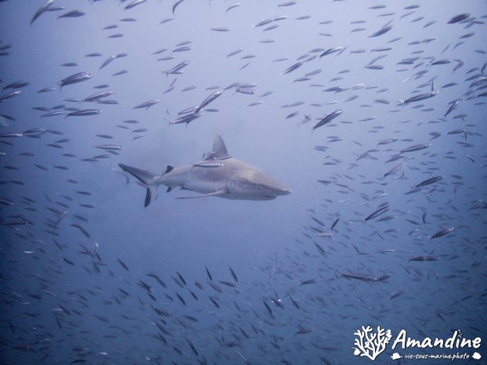 Requin gris de récif