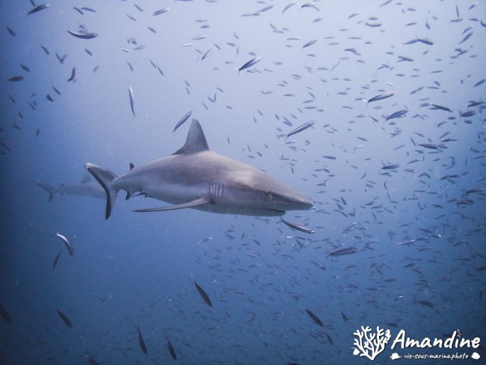 Requin gris de récif