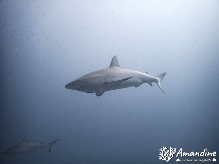 Requin gris de récif