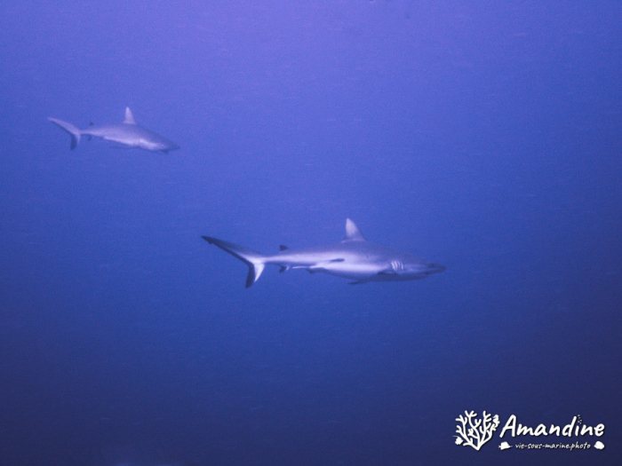 Requin gris de récif