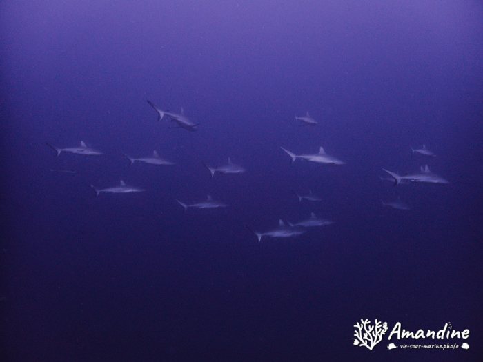Requin gris de récif