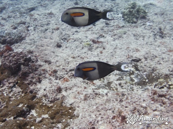 Acanthurus olivaceus