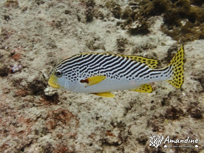 Plectorhinchus lineatus