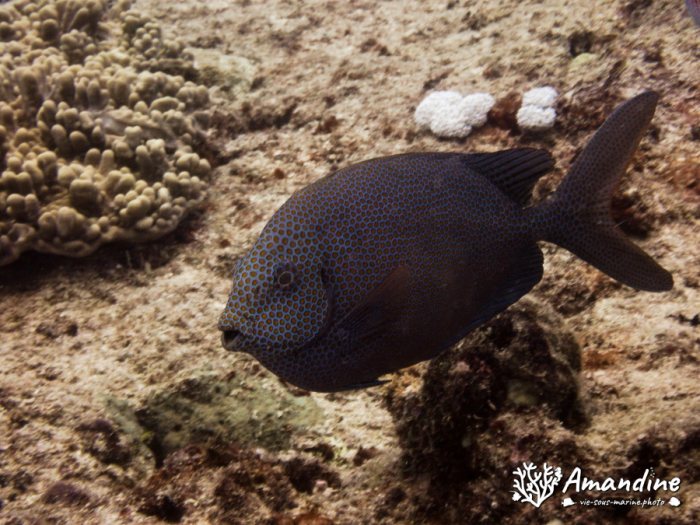 Siganus punctatus