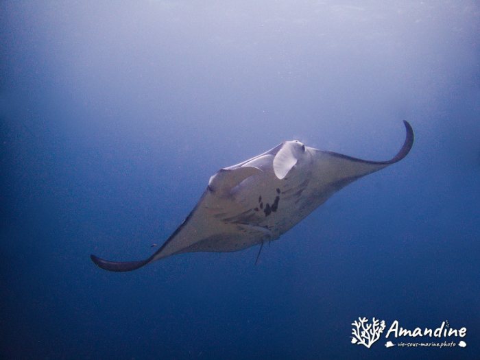 Mobula alfredi