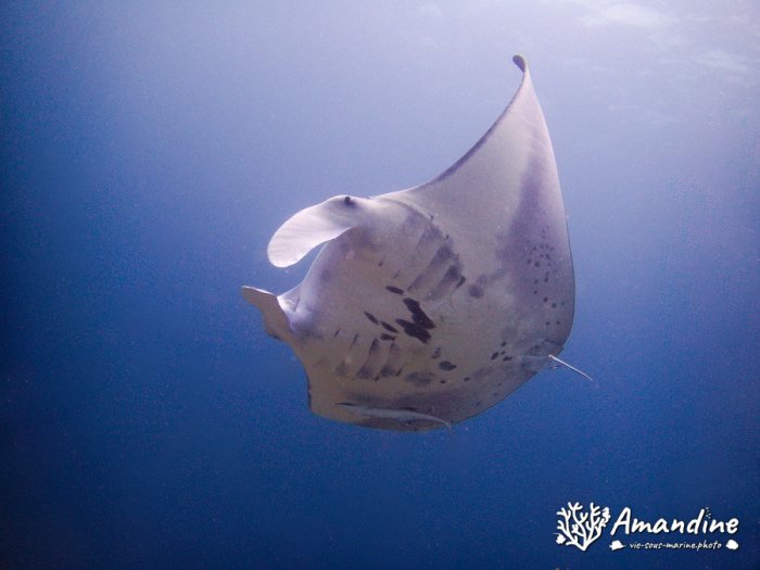 Mobula alfredi