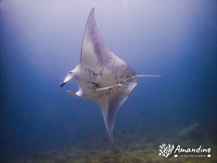 Mobula alfredi