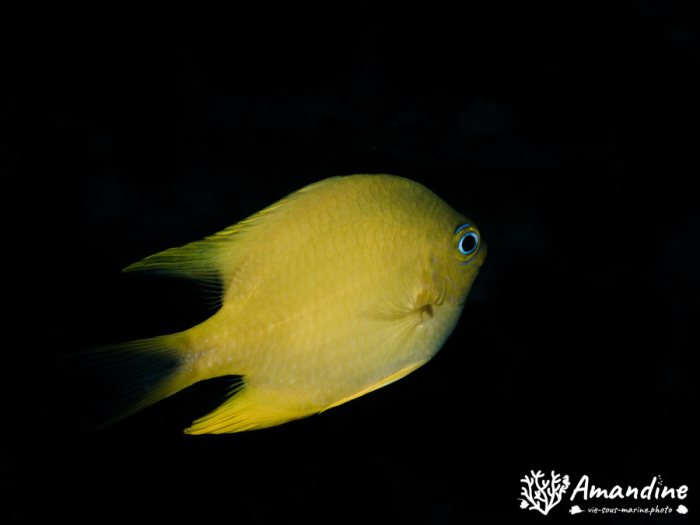 Poisson-demoiselle