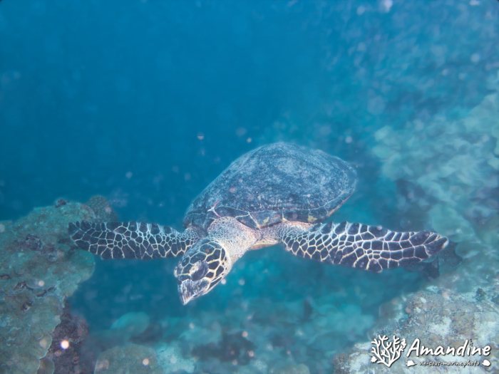 Eretmochelys imbricata (Tortue imbriquée)