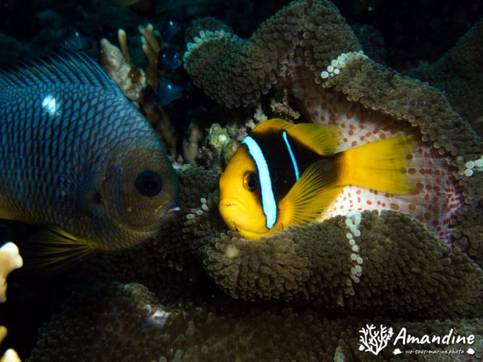 Amphiprion chrysopterus