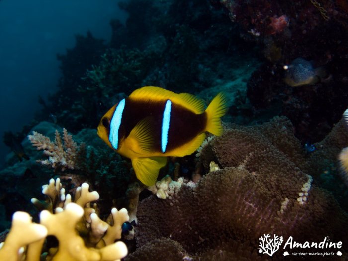 Amphiprion chrysopterus