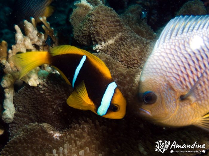 Amphiprion chrysopterus
