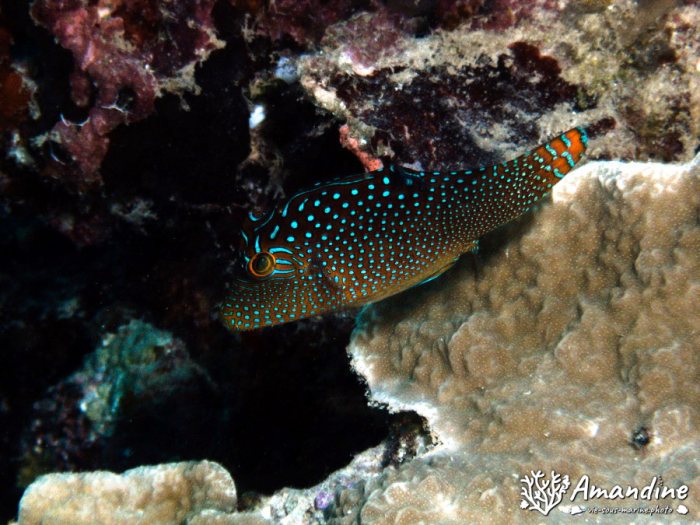 Canthigaster compressa
