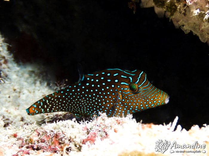 Canthigaster compressa