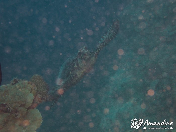 Eretmochelys imbricata (Tortue imbriquée)