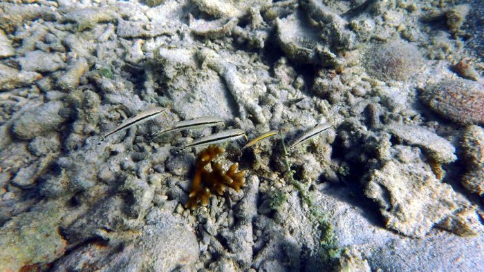 Upeneus tragula