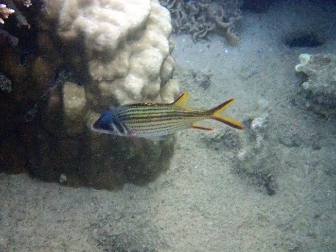 Neoniphon sammara