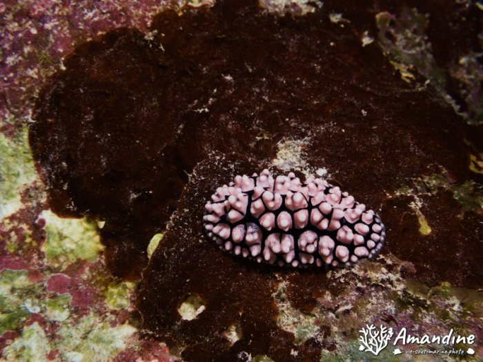 Phyllidiella pustulosa
