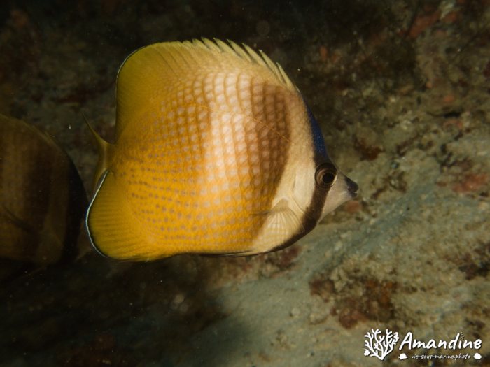 Coradion altivelis
