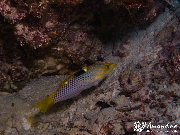 Halichoeres hortulanus