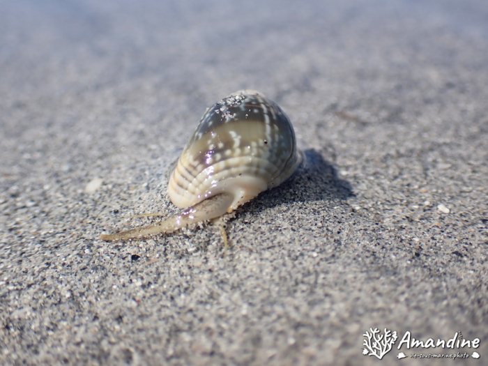 Escargot marin