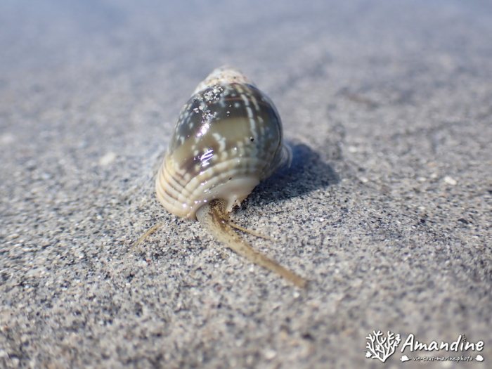 Escargot marin