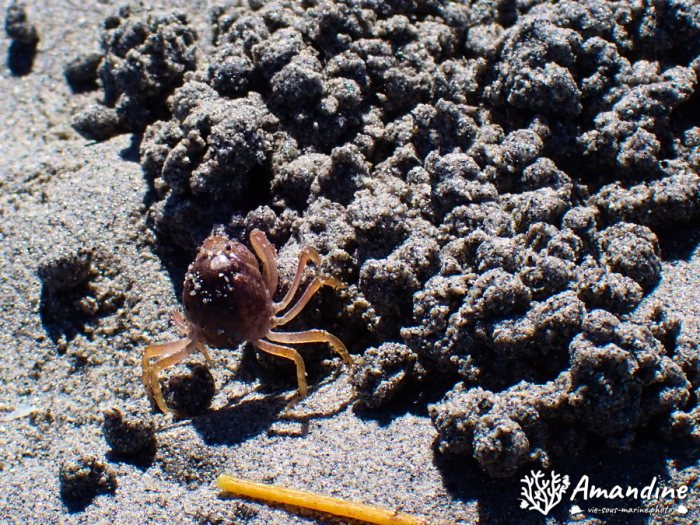 Crabe