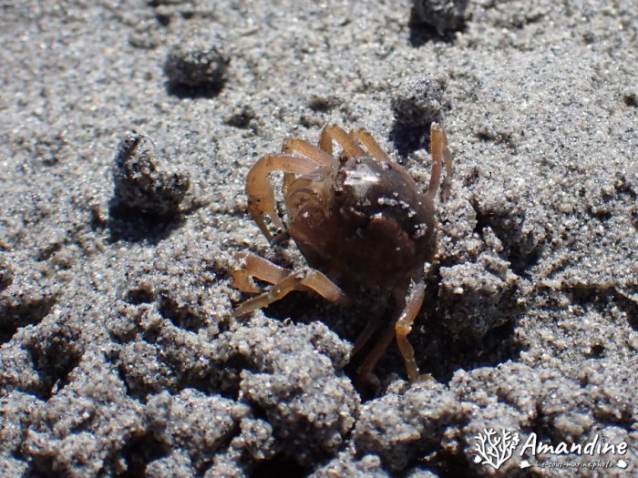 Crabe