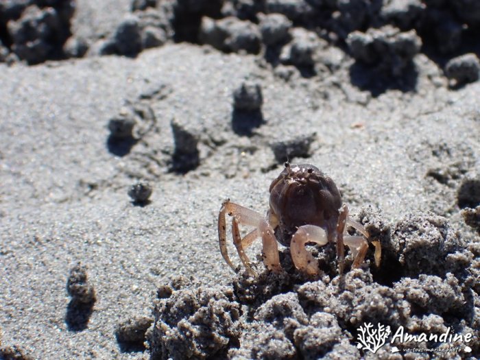 Crabe