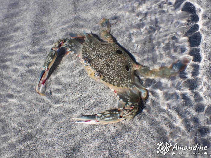 Crabe