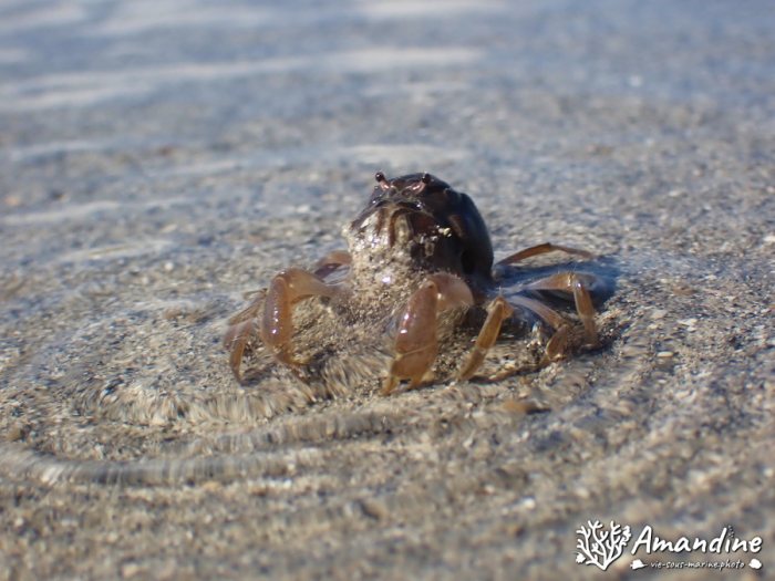 Crabe