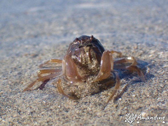 Crabe
